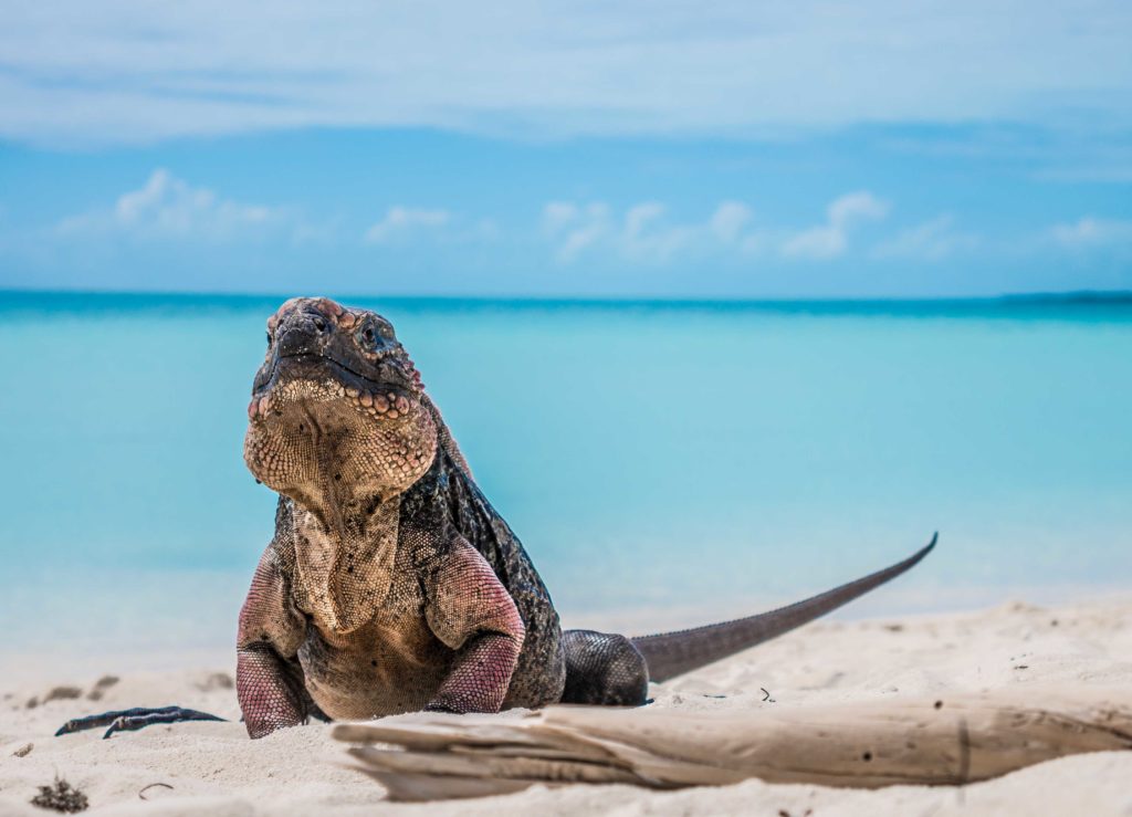 Bahamian Iguana in Exuma