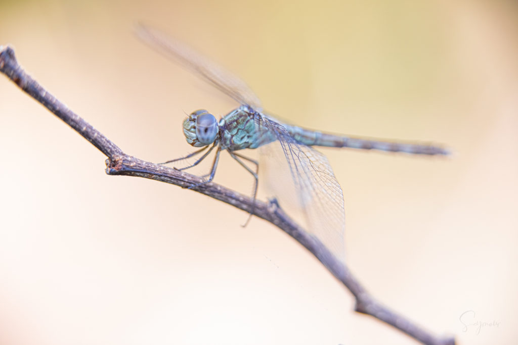 Aqua dragonfly