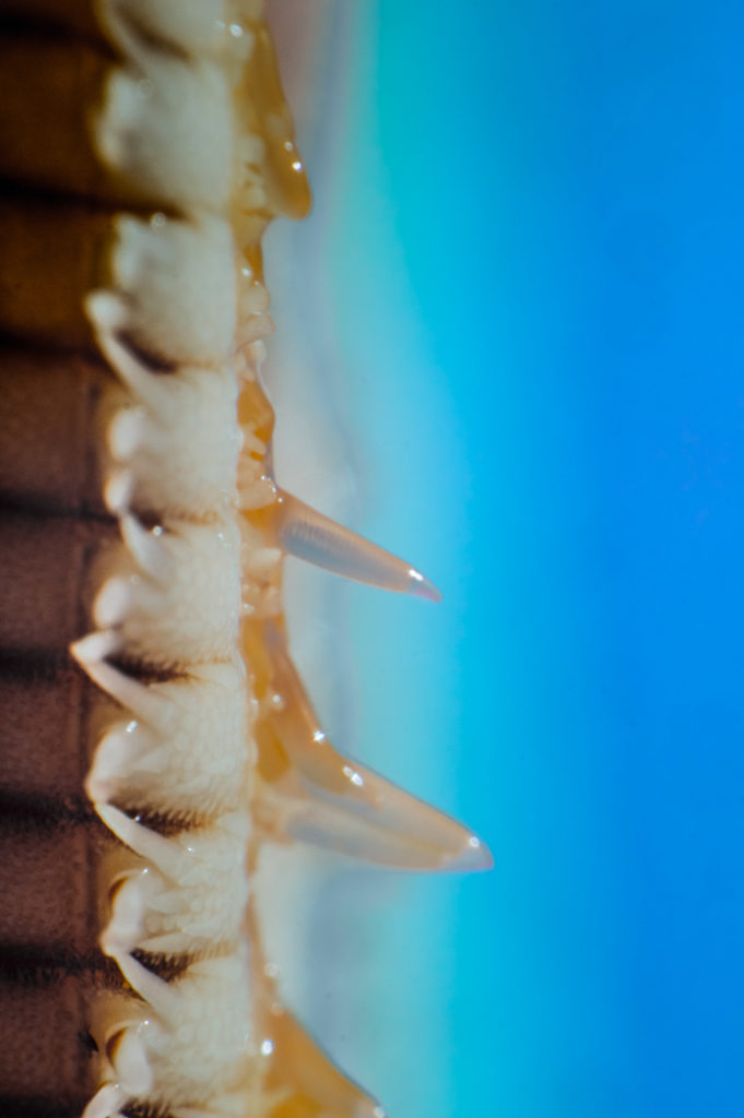 Starfish Feet macro photography