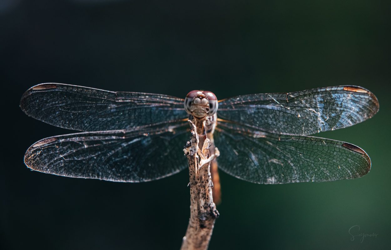 Dragon Fly art