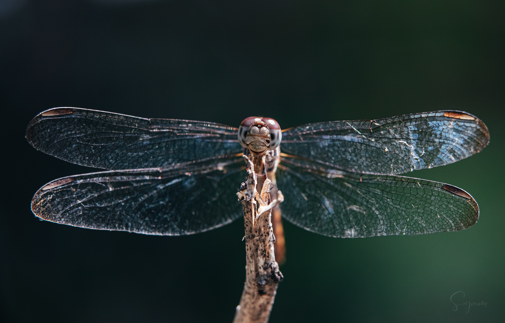 Dragon Fly art