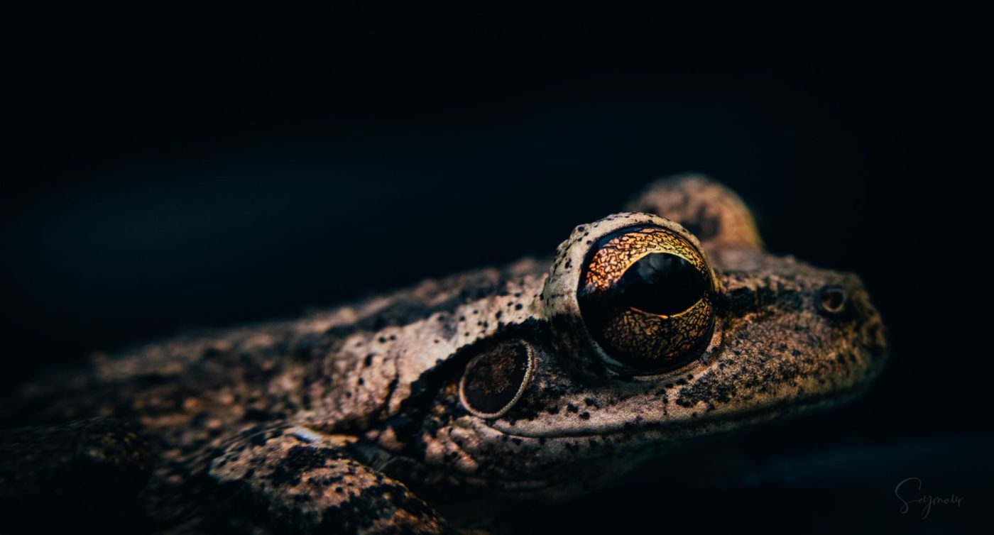 Frog Art