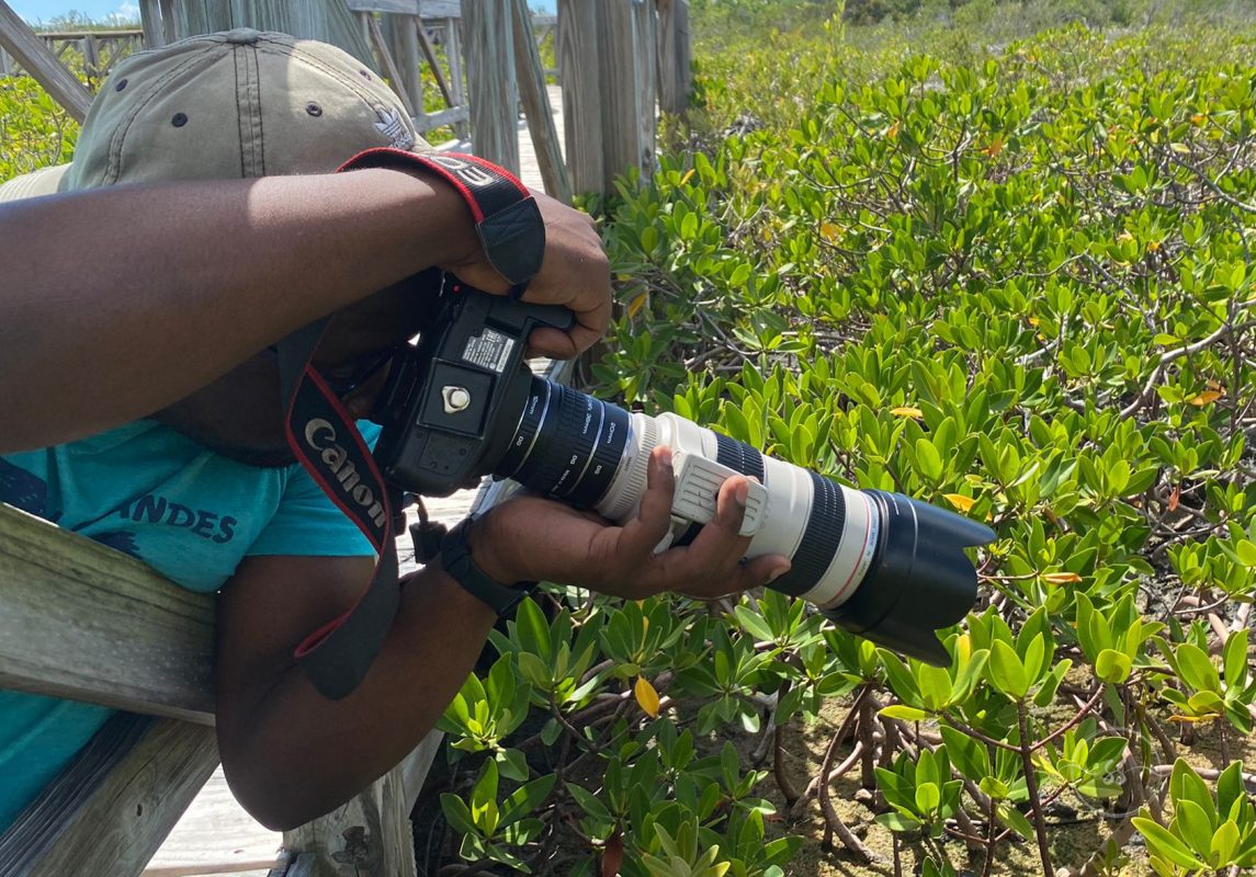 Mangrove Photographer