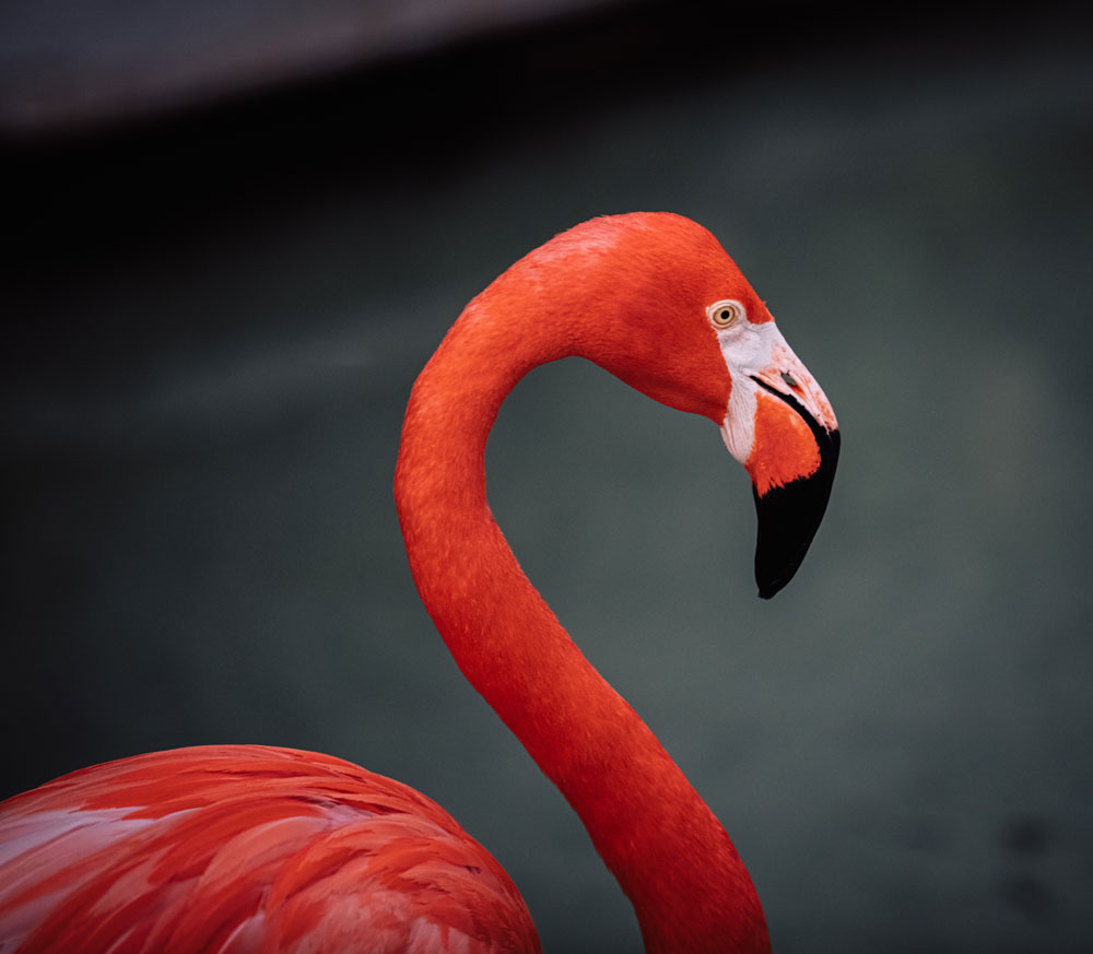 Inagua Flamingo Art