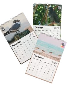 Bird watching Bahamas