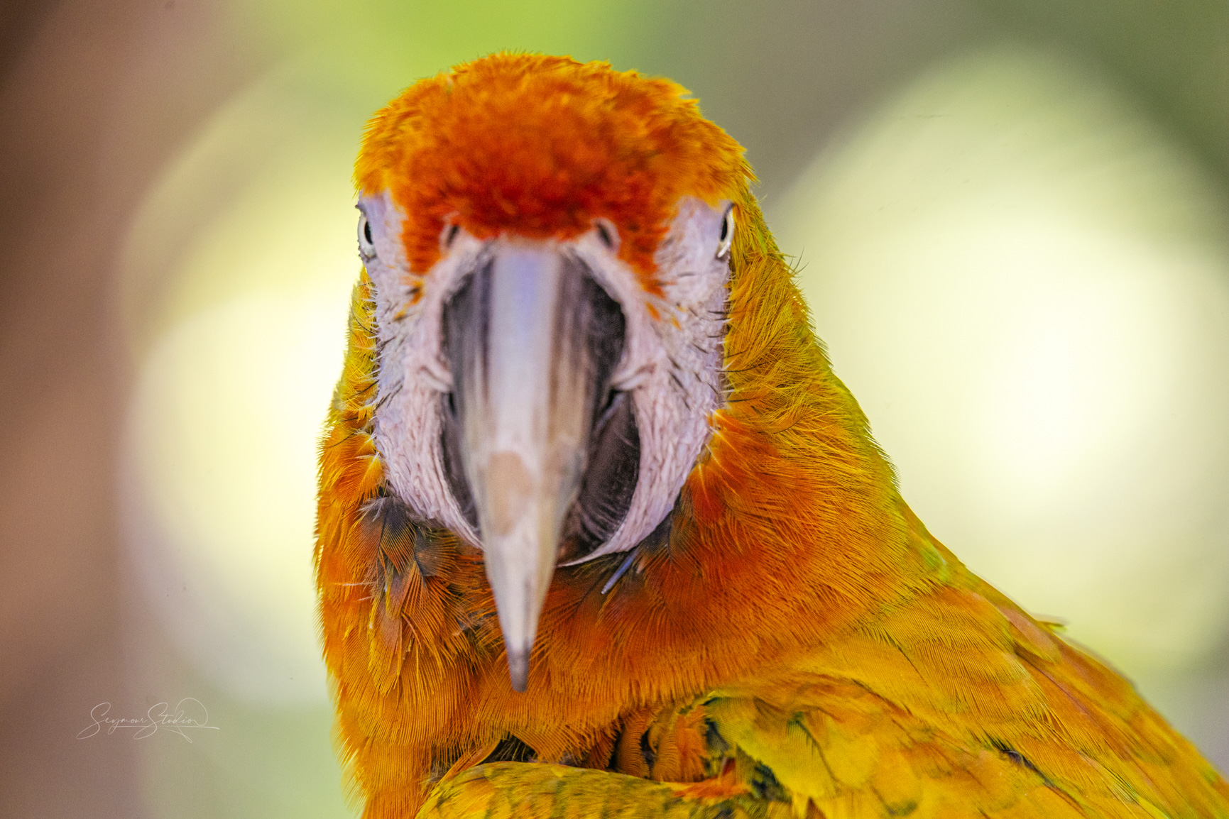 birds in the Bahamas