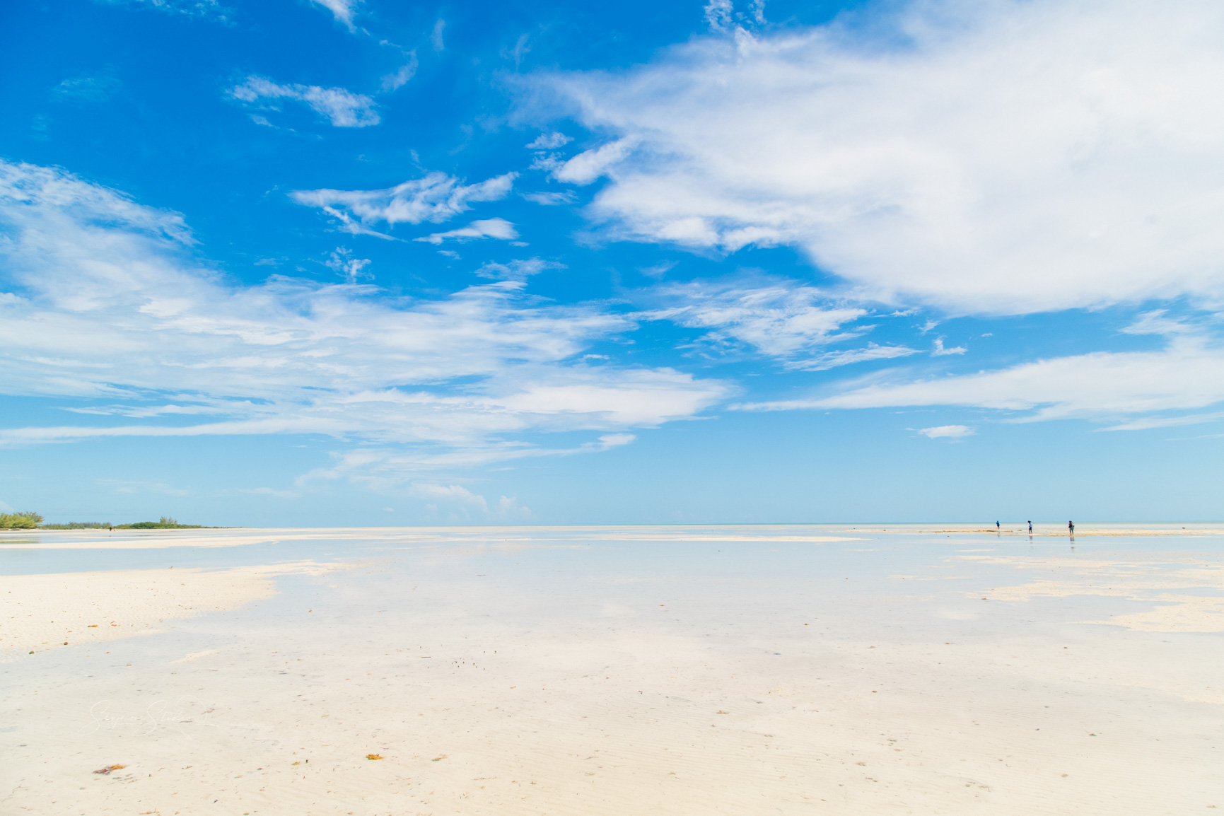 Birding Club of New Providence South Beach Shorebirds