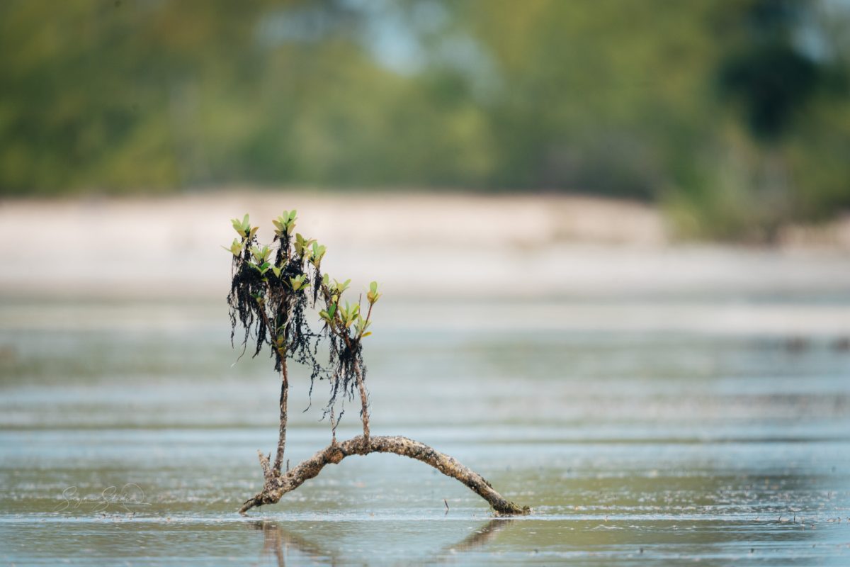 Bahamian nature photo of tranquil shoreline and mangroves during low tide