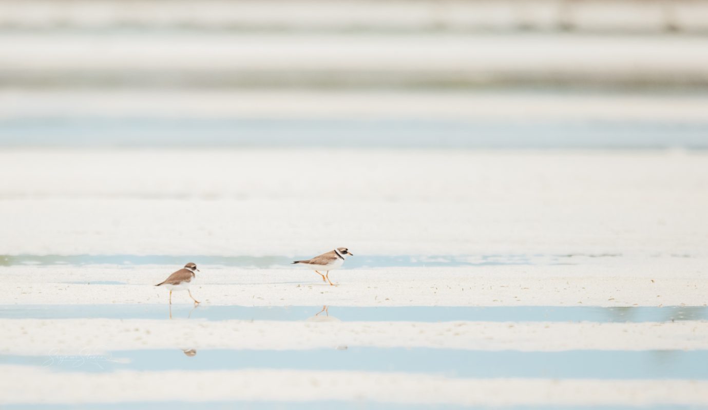 South Beach Shorebirds Bahamas