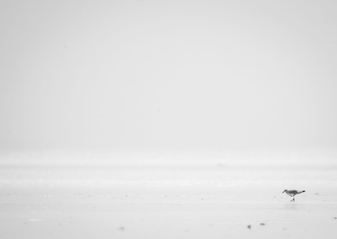 South Beach tide pools reflecting sky at low tide with distant shorebirds