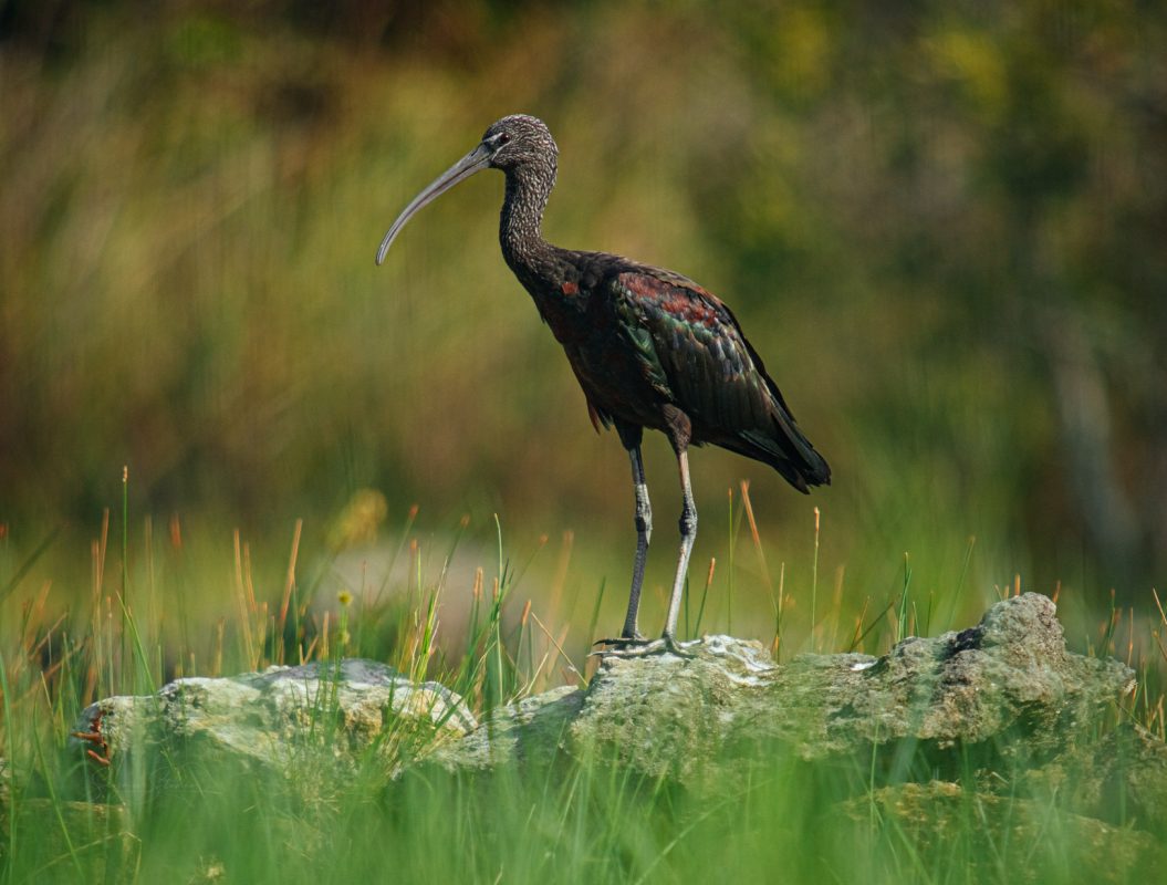 Glossy Ibis in The Bahamas