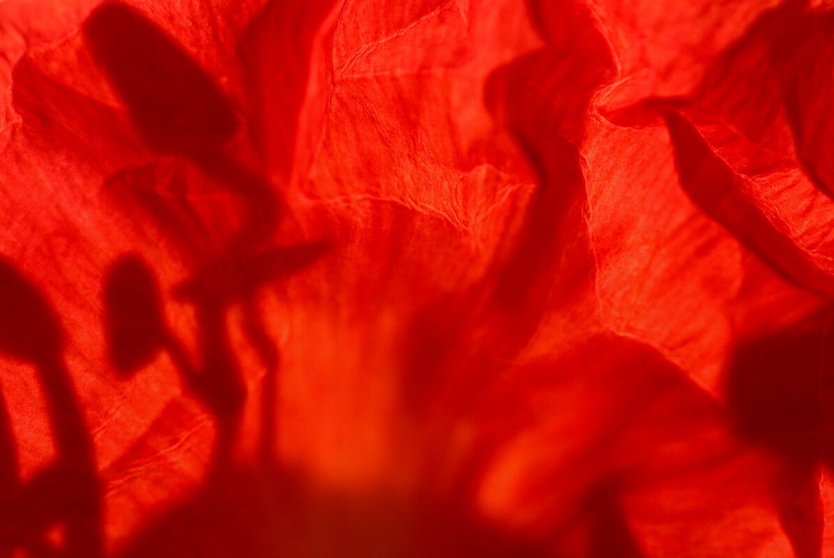 poinciana flower texture